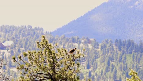 Swainsons-Habicht-Thront-In-Der-Spitze-Einer-Kiefer-In-Der-Nähe-Von-Bailey,-Colorado-In-Den-Vereinigten-Staaten