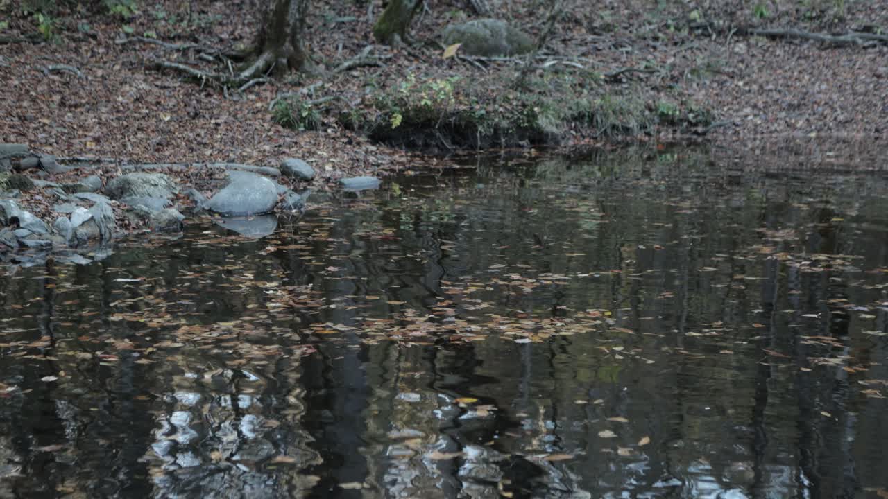 Static shot capturing the gentle movement of water in a forest creek, with reflections of surrounding trees and scattered autumn leaves floating on the surface.