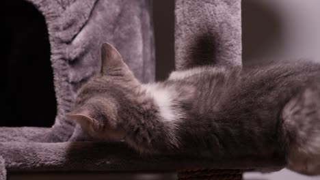 Active-Playful-Funny-Little-Silver-Kitten-Jumping-Climbing-Around-on-Cat-Tree