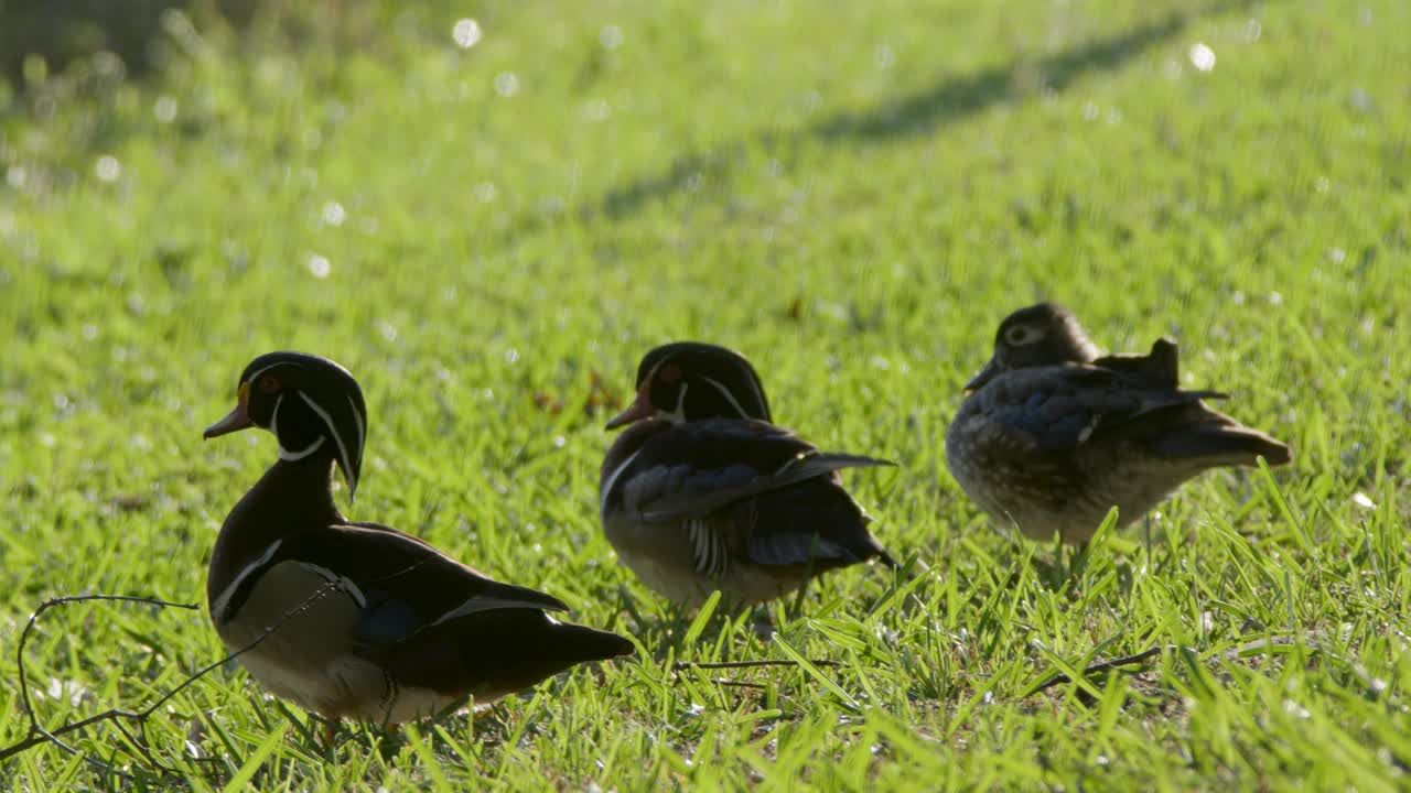 초록 잔디 에 앉아 있는 수 과 암 나무 오리