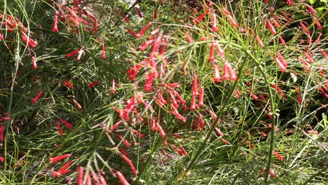 flores tubulares rojas en medio de hojas y tallos verdes