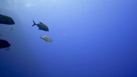 Scuba-diver-plays-with-fish