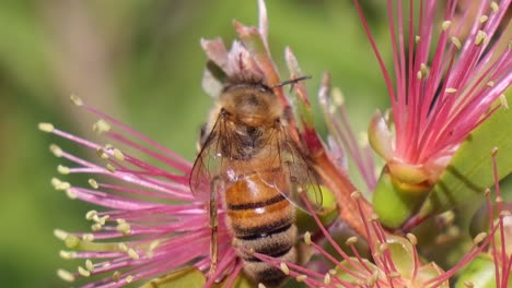 a close-up view of a honeybee collecting nectar from vivid pink stamens in a lush garden setting.