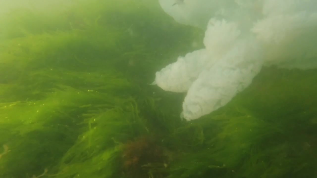 Meduse sott'acqua in mare. Specie di medusa Rhizostoma pulmo