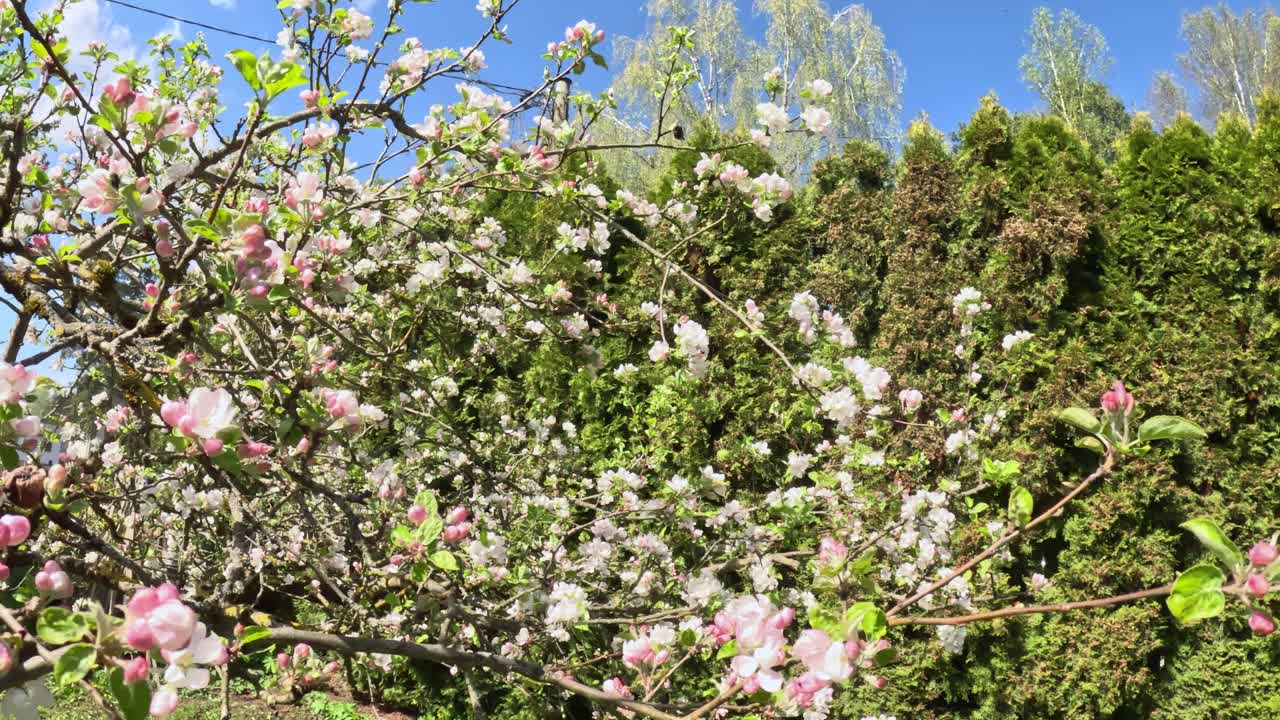 Close up reveal of delicate pink and white apple (Malus domestica) blossoms transitions to reveal more of the flowering branches set against a backdrop of lush green conifers, likely Thuja species