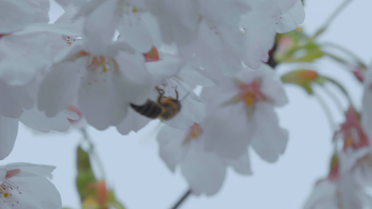 체리 꽃,  잎자루, 분홍색 줄기 사이에서 날아다니는 벌, 자연 상호 작용
