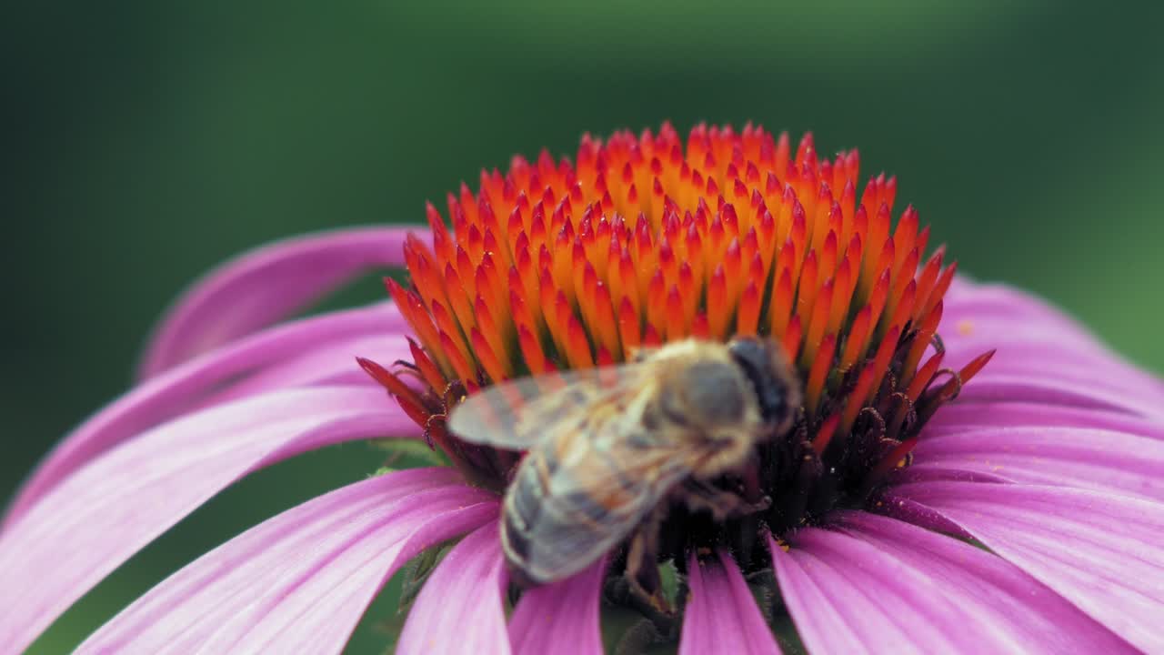 abeja melífera recolecta polen de una flor de cono púrpura y naranja