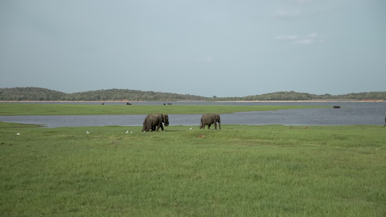 두 마리의 코끼리가 스리랑카의 우다발라웨 국립공원에서 새와 구름이 가득한 하늘을 향해 풀을 고 있다.