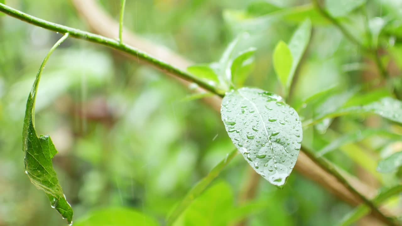夏の日に雨が降る中での木の葉の視点。季節と雨の日を表現するコンセプト。