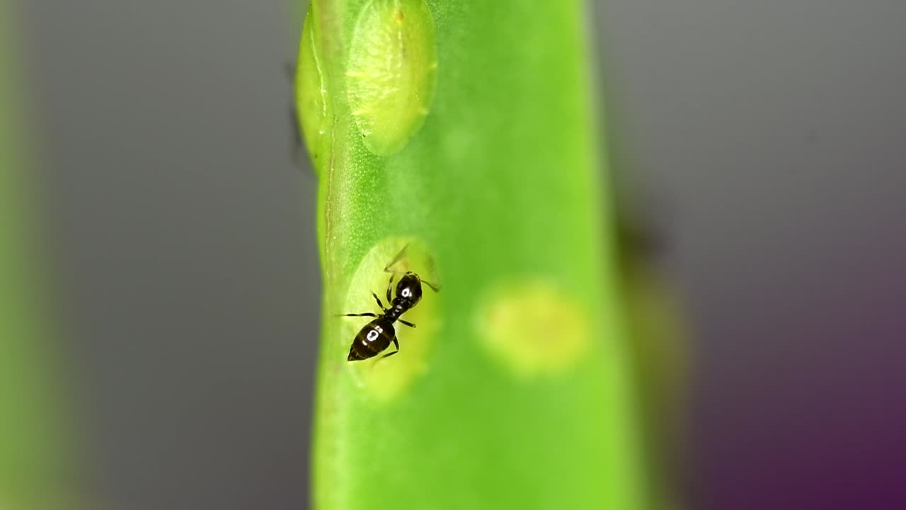 una diminuta hormiga del género brachymyrmex se alimenta del líquido secretado por una cochinilla en una planta suculenta