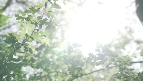 Sun-shines-through-small-light-green-Leaves---close-up