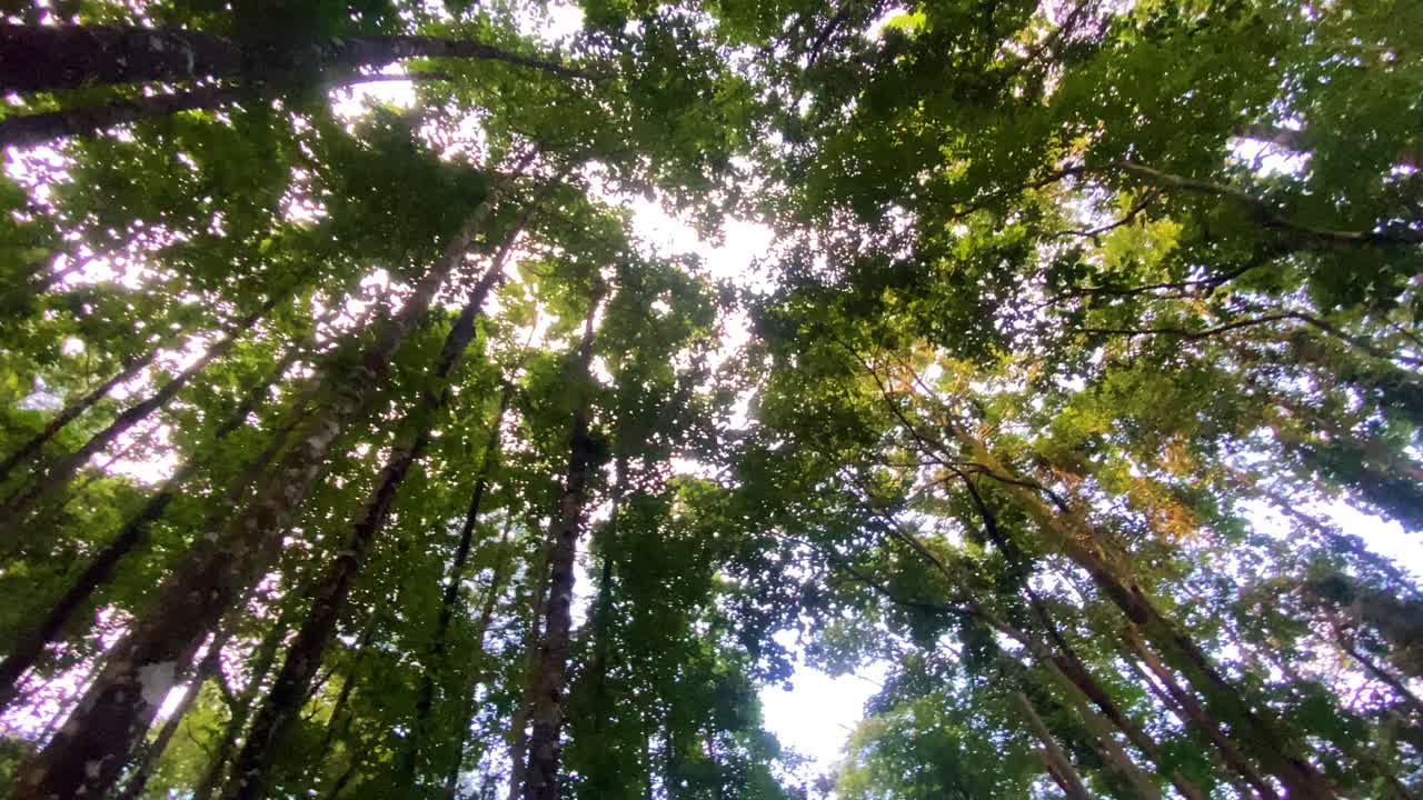 Bellissimo e pacifico bosco di alberi alti, panoramica circolare, con raggi di sole che filtrano.
