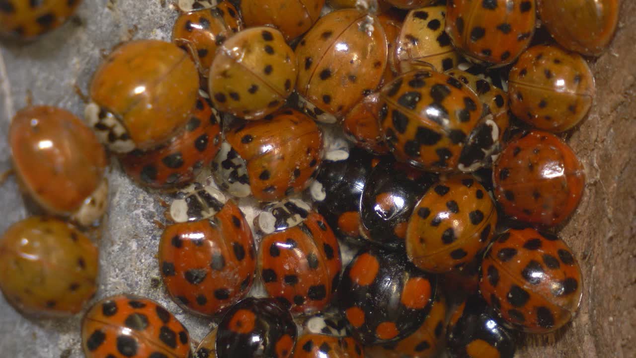 겨울잠을 준비하거나 요소로부터 보호하기 위해 준비하는 작은 무당벌레 떼의 매크로 샷