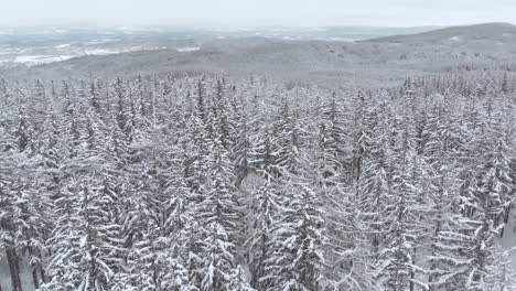 aerial view overlooking a snow covered trees and snowy forest, on a dark, cloudy, winter day - tilt up, drone shot