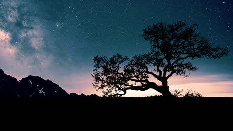 starry sky with silhouetted tree and mountain backdrop at night. timelapse at himalayan range