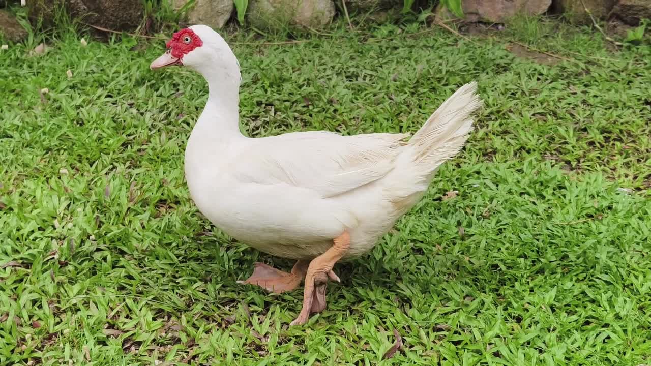 pato blanco en un jardín