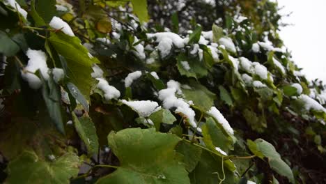 Der-Erste-Schnee-Fällt-über-Weintrauben-Und-Weinblätter