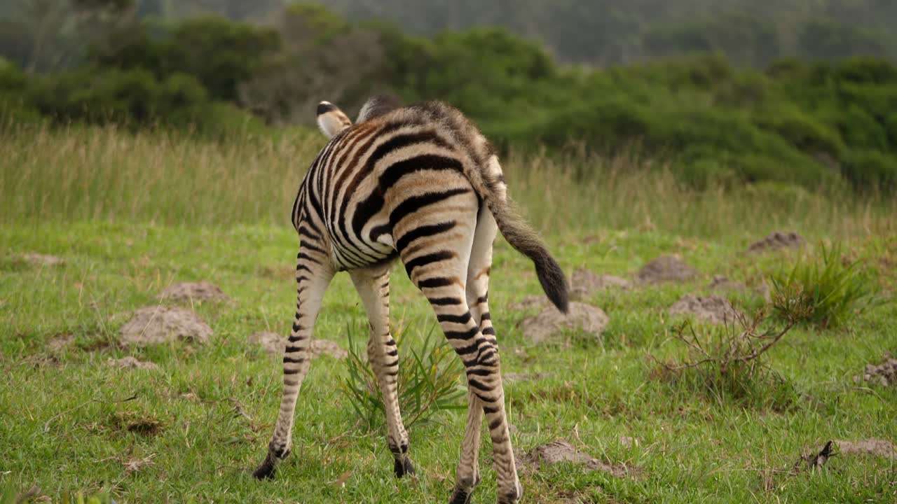 Ripresa a figura intera di un cucciolo di zebra che si aggira e osserva l'erba, giornata nuvolosa