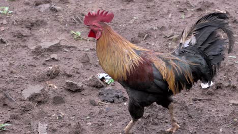 la búsqueda de alimento de la gallina en primer plano
