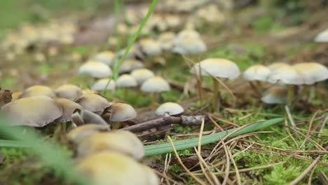 group of wild growing brown mushrooms in belgian forest during autumn season