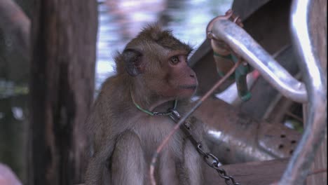 close shot of a captive monkey in chains