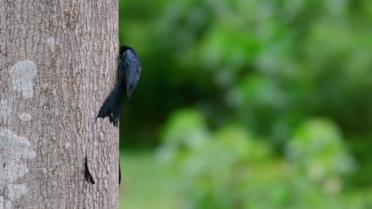 더 큰 라켓 꼬리 드론고는 라켓처럼 보이는 꼬리로 유명합니다.
