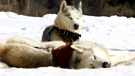 sled husky dogs