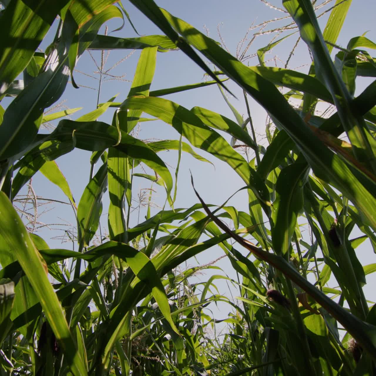 Corn matures in the sun