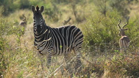 Wide-shot-of-a-Burchell's-Zebra-standing-and-turning-its-head-towards-the-camera-with-impalas-feeding-in-the-background,-Greater-Kruger