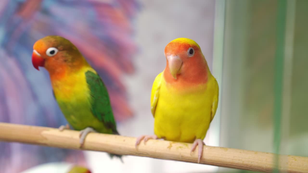 새들은 분리할 수 없습니다. 큰, 다채로운, 아름다운 무새.