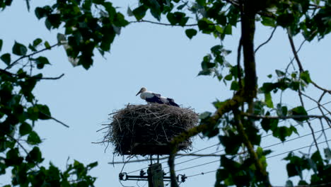 stork in a nest on a tree