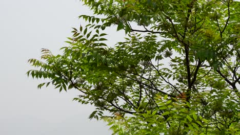 the fresh green leaves on a tree blowing in the wind against a white background