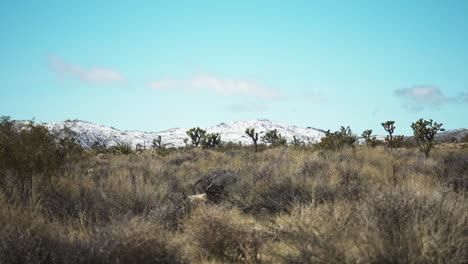 winter landscape of the joshua tree national park