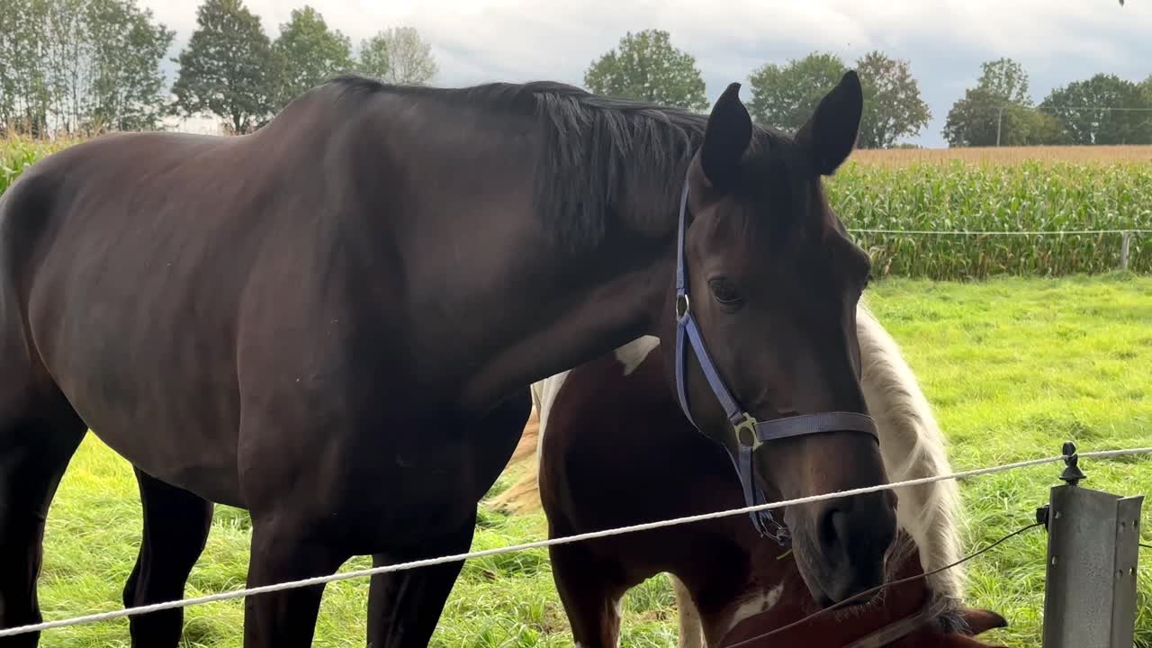 disparo en cámara lenta de macho marrón y hembra caballo marrón blanco pastando en el prado en la naturaleza, de cerca