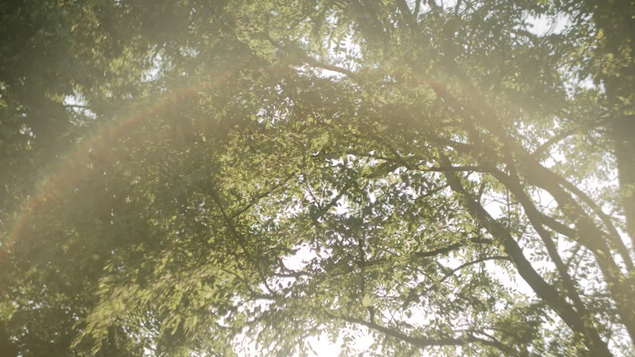 los rayos del sol penetran las hojas como telón de fondo