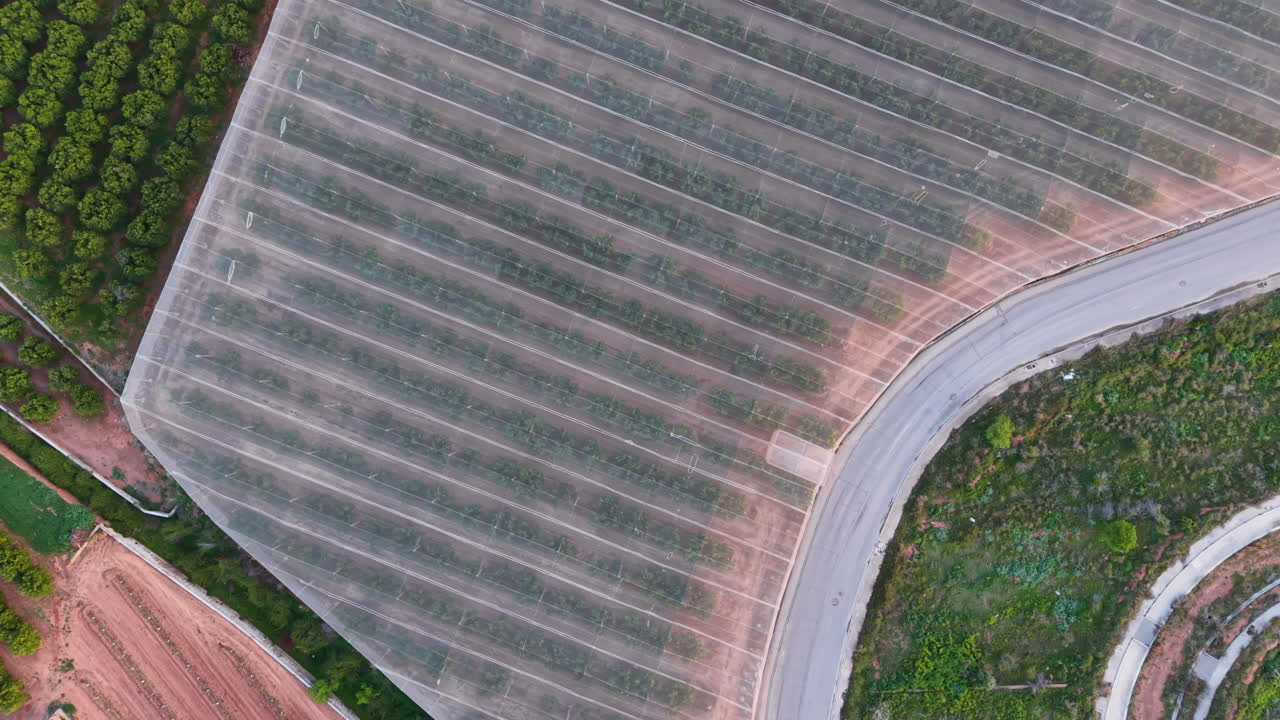 Vista dall'alto di una grande serra agricola che copre file di agrumi accanto a una strada curva e a un frutteto aperto.