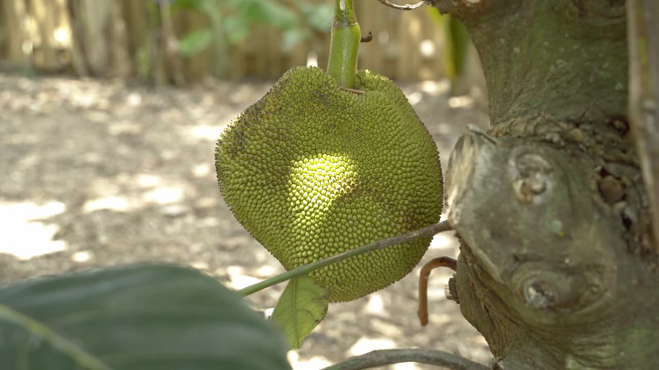 Slow zoom in of jackfruit on tree panning around displaying it's green skin and spikes leaves on tree base of trunk in botanical garden