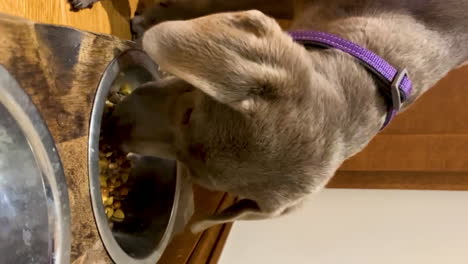 lindo perro labrador retriever comiendo croquetas