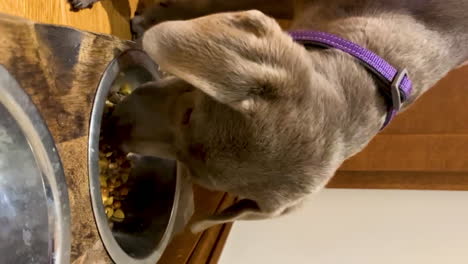 cute labrador retriever dog eating kibble