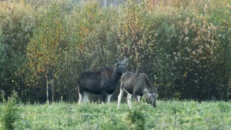 Wilder-Kleiner-Elch,-Der-Gras-In-Der-Abenddämmerung-Der-Wiese-Frisst