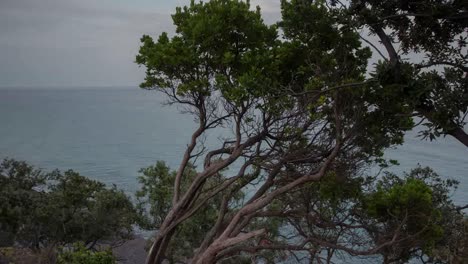 Sardinia-Cliff-Trees-4K-04