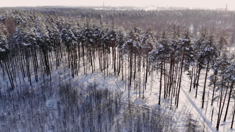 Aerial-view:-winter-forest.-Snowy-tree-branch-in-a-view-of-the-winter-forest.-Winter-landscape,-forest,-trees-covered-with-frost,-snow.