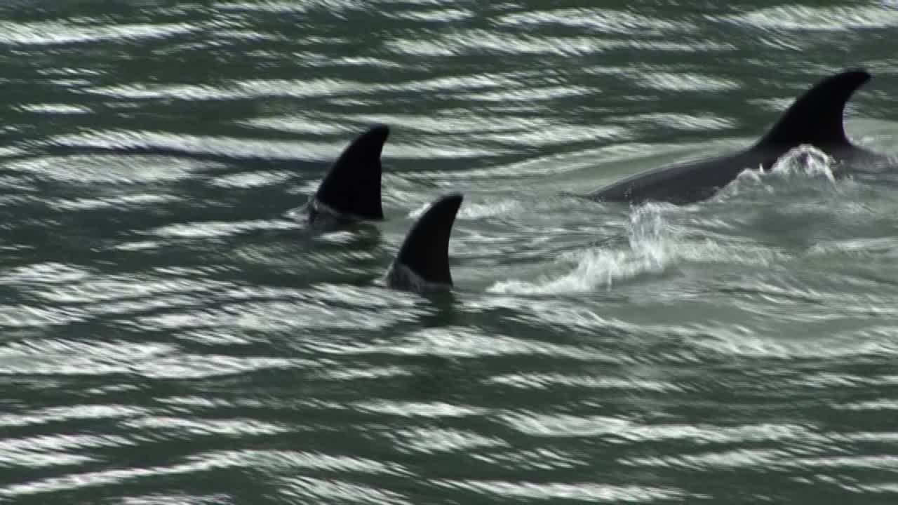 primer plano de cuatro orcas en alaska