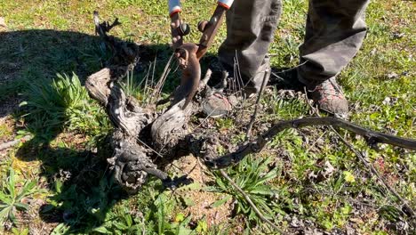 Vemos-Cómo-Se-Poda-Una-Vid-De-Vino-Con-Unas-Tijeras.