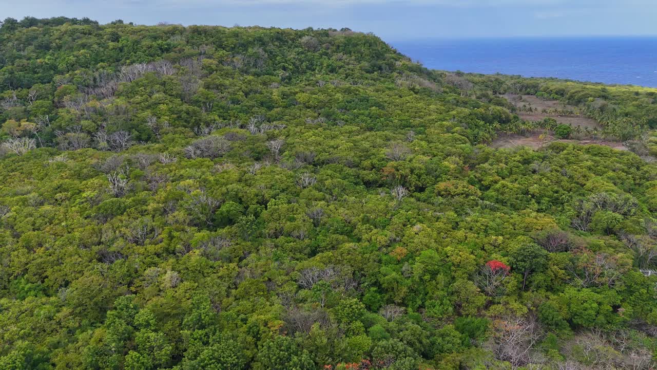 imágenes de drones de la selva de siquijor bajo el sol en las filipinas