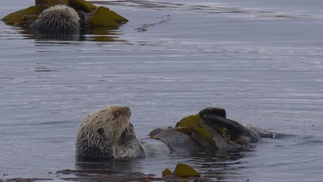 a sea otter rolls in seaweed to keep from floating away in a playful, happy ocean scene