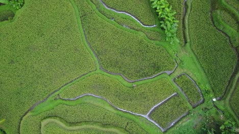 woman walking in dramatic rice terraces revealed as aerial ascends