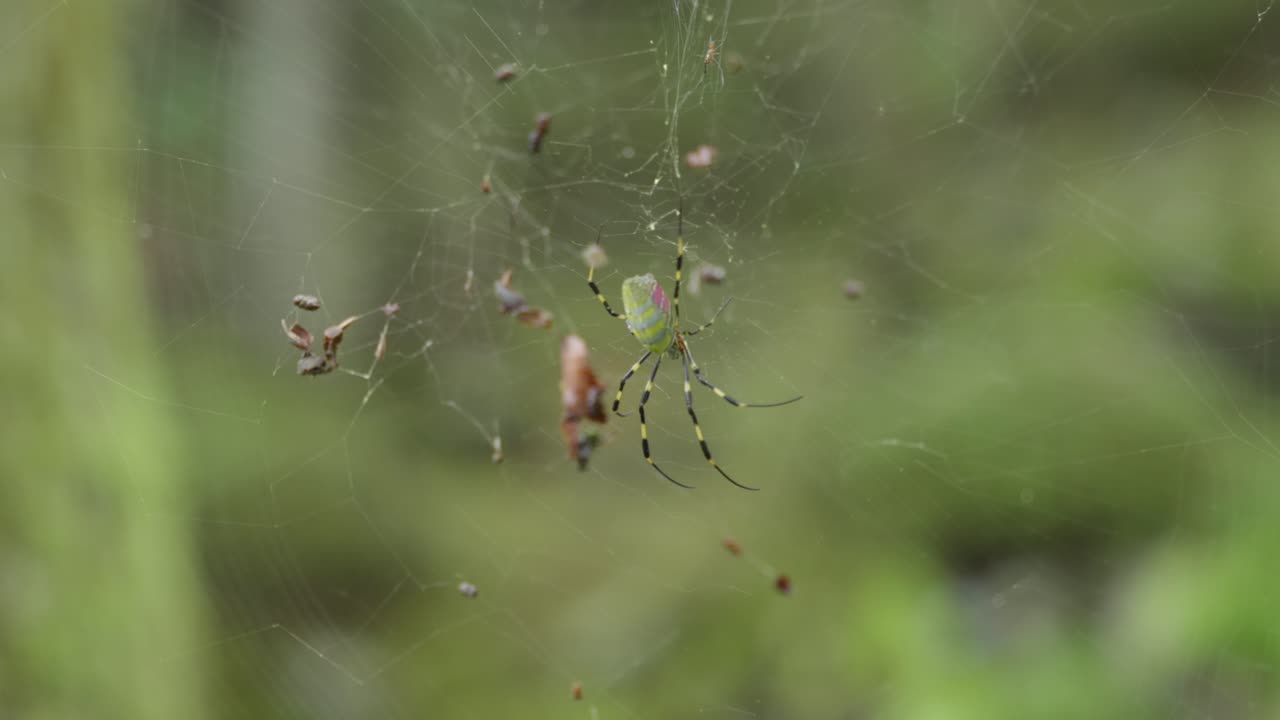 Detail of a colorful spider lightly moving on a spiderweb, Hakone, Japan