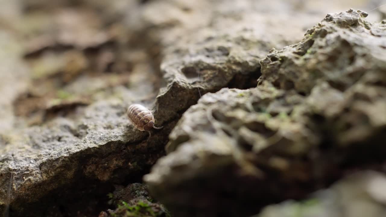 Close-up of a small pill bug perched calmly on a textured stone in its natural environment