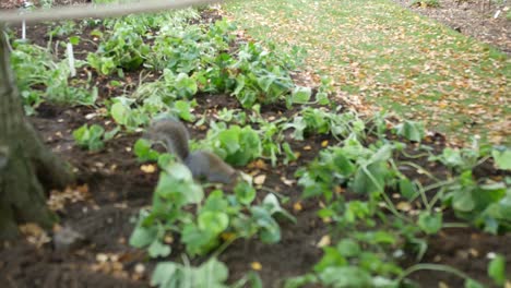 squirrel grabbing a nut from the ground and running away quickly